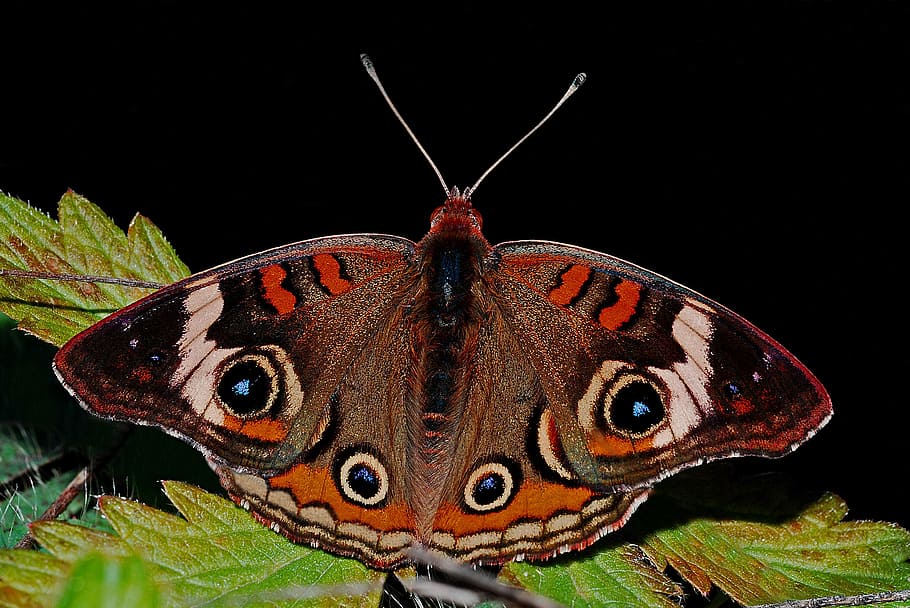 selective focus photography of common buckeye butterfly perched on green leaf HD wallpaper