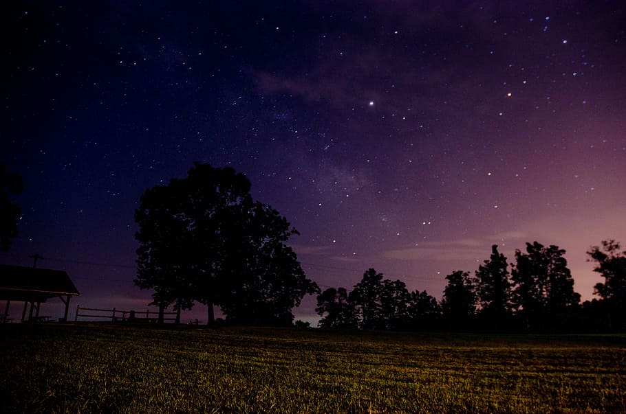 silhouette of trees during nighttime, brown grass field with tree under starry night HD wallpaper