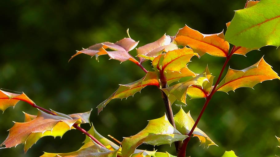 leaf, garden, leaves, red leaf, nature, light, sun, plant, summer HD wallpaper