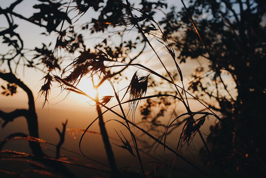 silhouette of tree, silhouette of grass during sunset, plant HD wallpaper