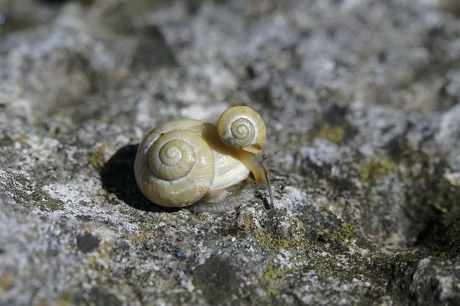 snails, housing, molluscs, shell, reptiles, mother and child HD wallpaper