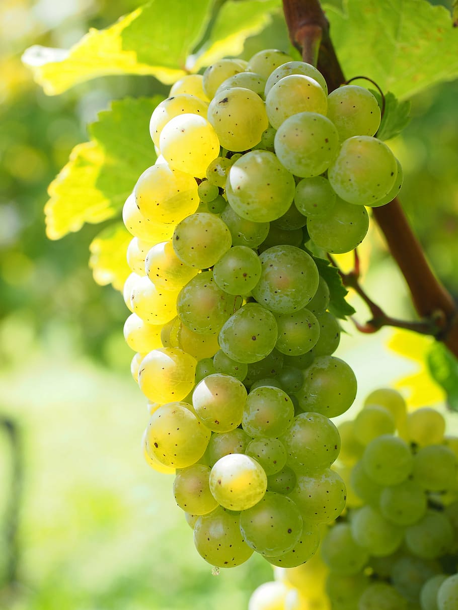 wine berries, grapes, green, juicy, pods, vines, vitis, fruits, HD wallpaper