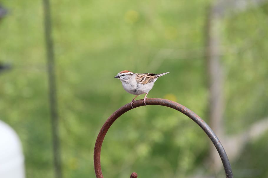 Chipping Sparrow, Bird, Nature, feathers, wildlife, animal HD wallpaper