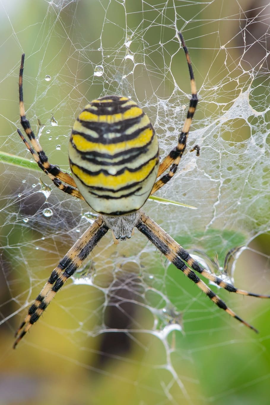 spider, web, nature, summer, lawn, life, insects, spider web HD wallpaper