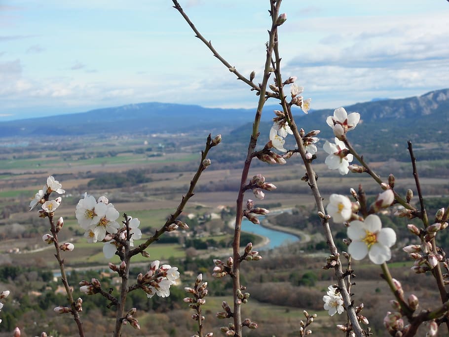 almond tree, luberon, winter, nature, mountain, flower, beauty in nature HD wallpaper