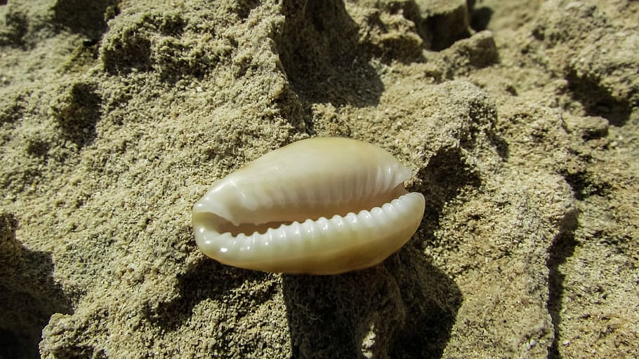 Shell, Sand, Beach, Nature, one animal, animal themes, day HD wallpaper