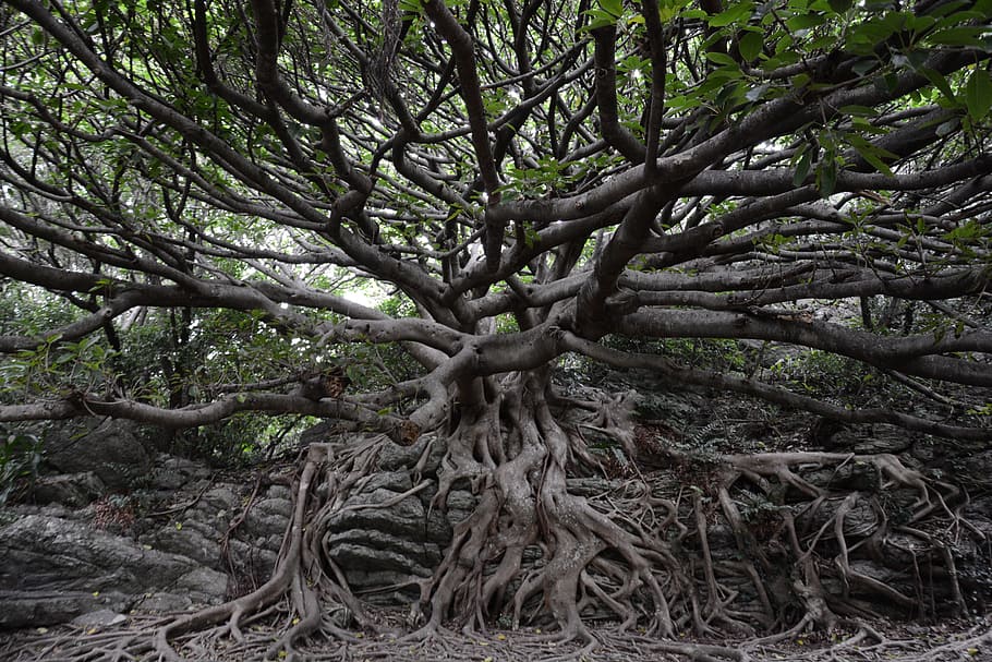 An Ancient Banyan Tree With A Bench Underneath It Background, Picture Of  Banyan Tree, Banyan Tree, Tree Background Image And Wallpaper for Free  Download