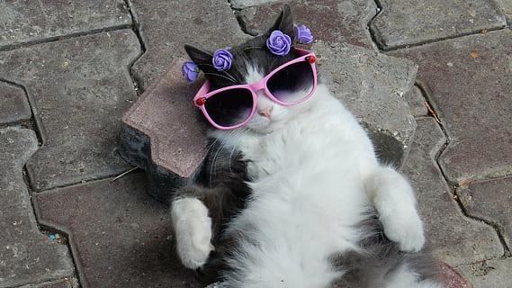 tuxedo cat wearing pink sunglasses lying on gray pavement, kitten HD wallpaper