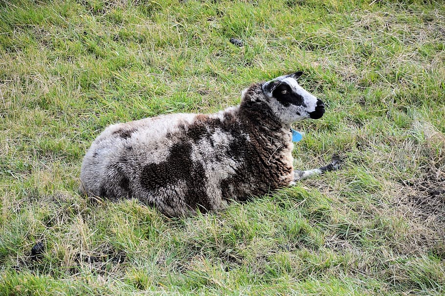 Sheep, Lamb, Ewe, Animal, Field, lying, farm, mammal, agriculture HD wallpaper