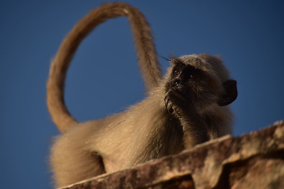 animal, monkey, india, light and shadow, animal themes, one animal HD wallpaper