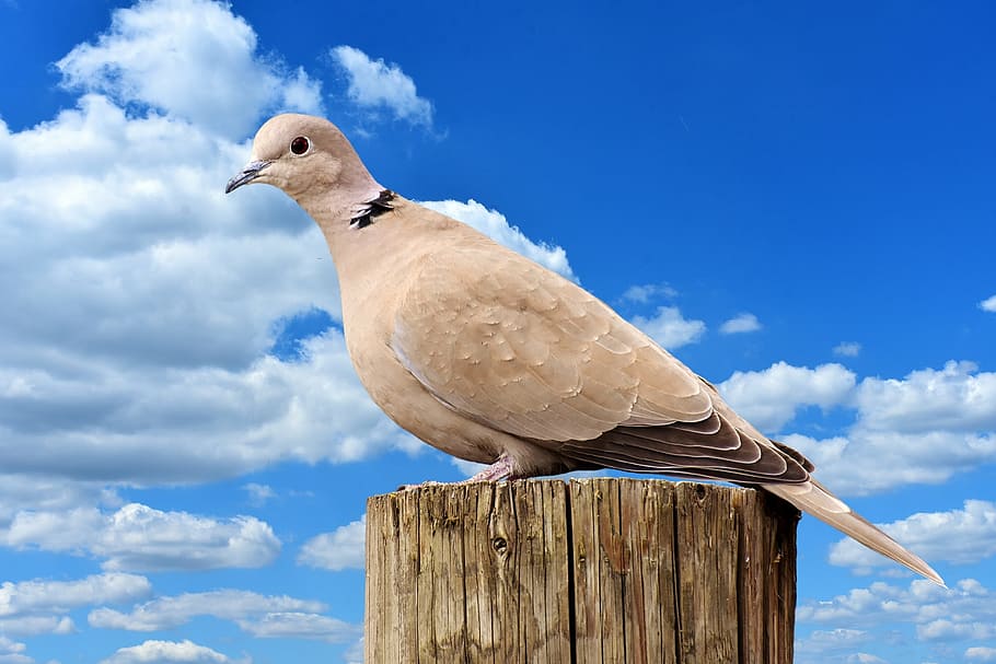 collared, bird, plumage, dove, nature, animal, animal world HD wallpaper