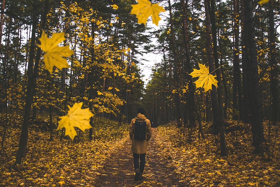 person wearing brown coat walking near trees during daytime HD wallpaper