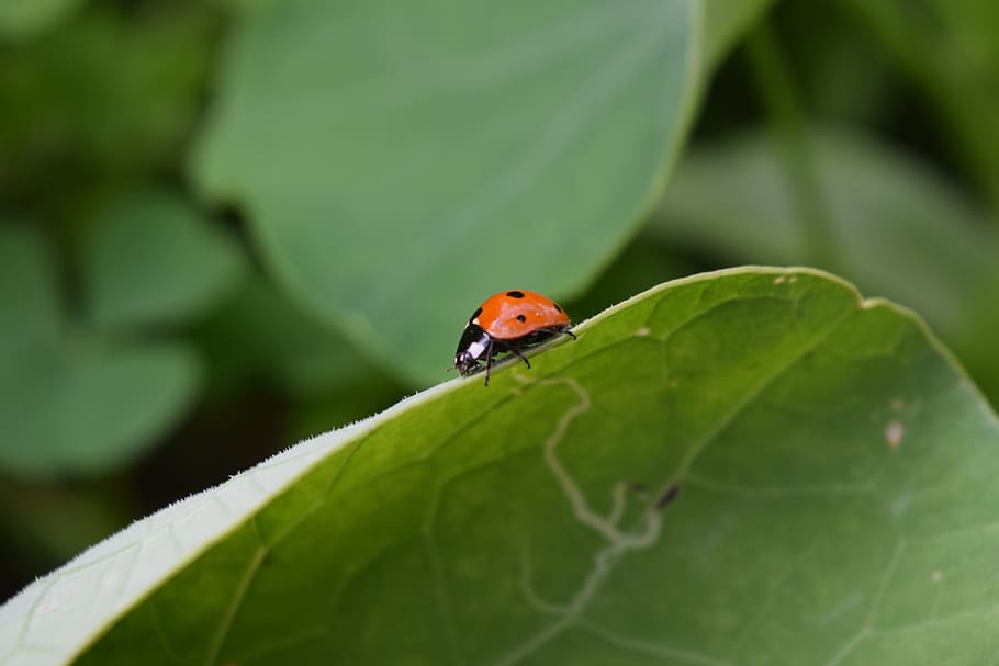 ladybug, beetle, insect, lucky charm, siebenpunkt, ladybug leaf HD wallpaper