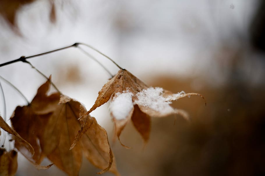selective focus photography of dried leaves, focus photo of dried leaves with snow HD wallpaper