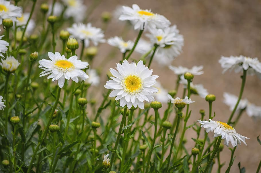 White Flower, Spring, flowers, summer flower, nature, summer flowers HD wallpaper