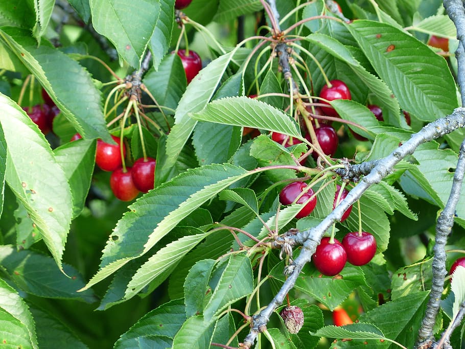 cherry, sweet cherry, red, fruit, healthy, leaves, branch, summer, HD wallpaper