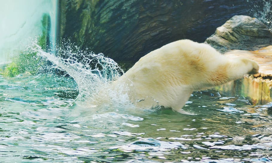 jump, water, bear, nature, water drops, surface, bathing, drops of water HD wallpaper