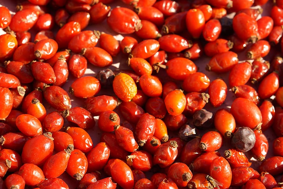 rosehip, ate, drying, red, food, food and drink, healthy eating HD wallpaper