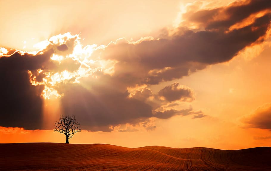 tree trunk on dessert during golden hours, landscape, nature HD wallpaper