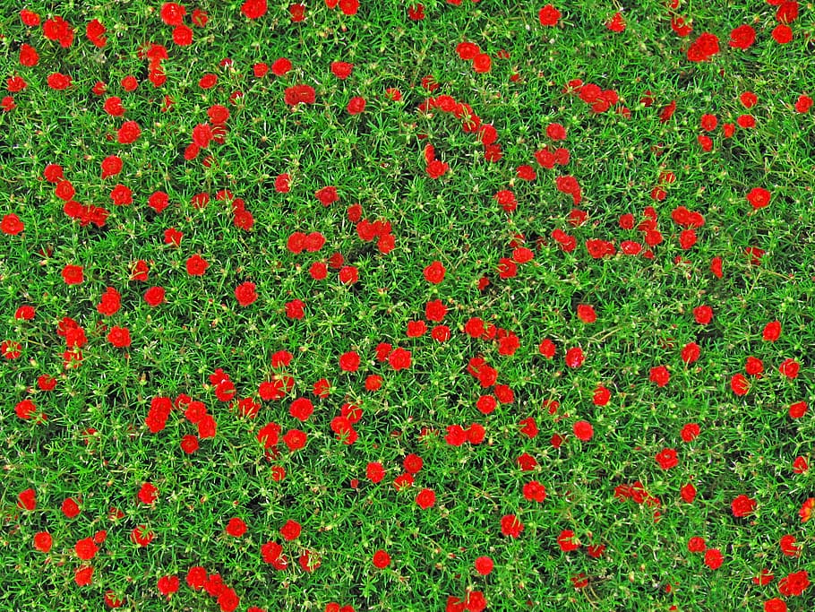 selective focus photography of red Purslane flowers, carnations HD wallpaper