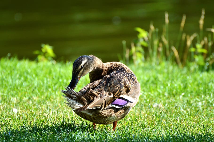 Ducks, Waterfowl, Mallard, Bird, Poultry, animal, drake, duck bird HD wallpaper