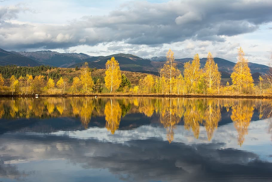 reflection photograph of yellow trees, nature, autumn, water HD wallpaper