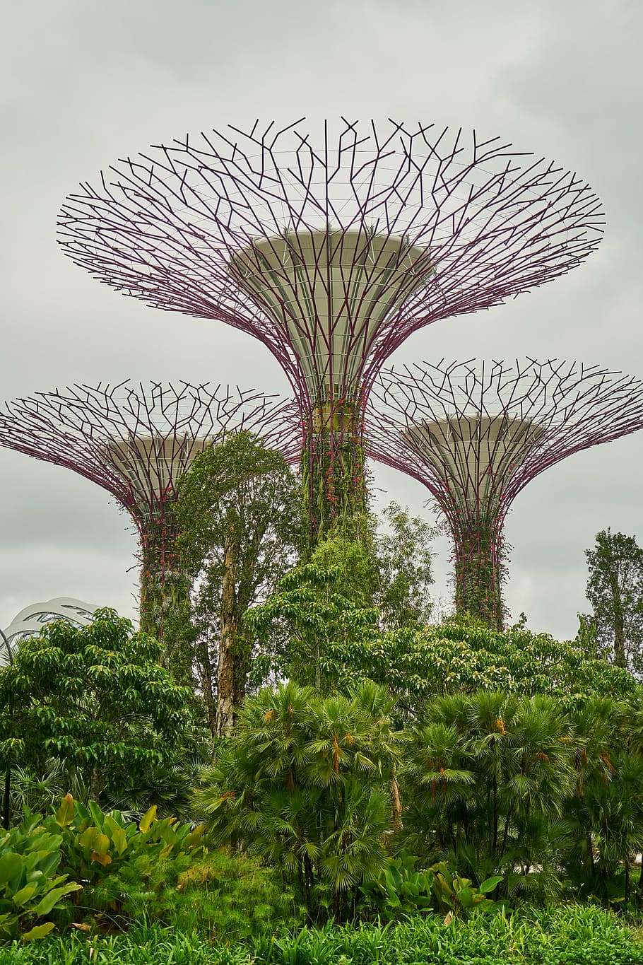 Super Tree Grove, Singapore, plant, park, beautiful, color image, HD wallpaper