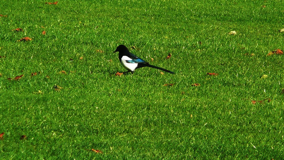 magpie, grass, park, bird, feathers, black, white, green color HD wallpaper