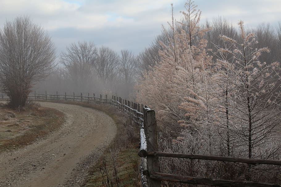trees, winter, scene, bare tree, plant, sky, tranquil scene HD wallpaper