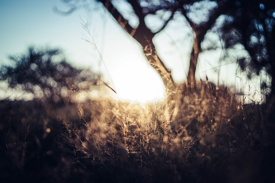 silhouette of tree, brown grass near tree under clear skies, sun HD wallpaper