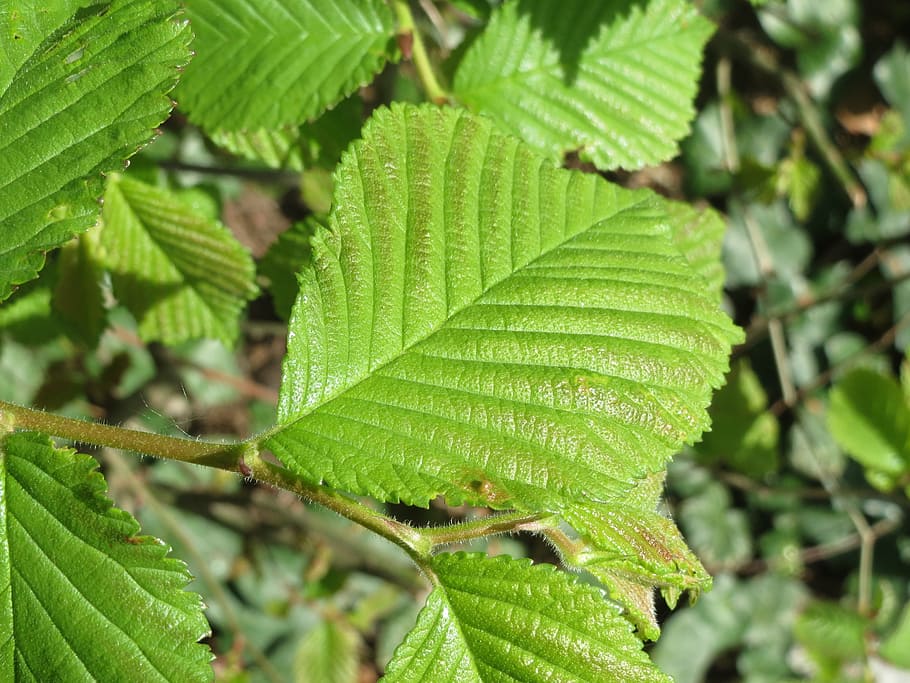 Ulmus Glabra, Wych Elm, Scots Elm, Elm, Tree, leaves, macro, HD wallpaper