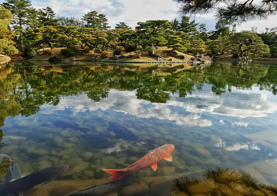HD wallpaper: red and black koi fish on pond, japan, japanese, garden, niwa  | Wallpaper Flare