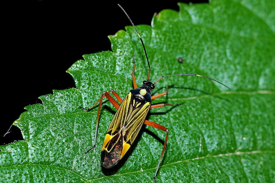 insect, macro, animal, animal wildlife, animal themes, invertebrate HD wallpaper