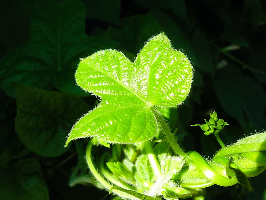 morning glory, flower, spring, summer, flowers, green, plant HD wallpaper