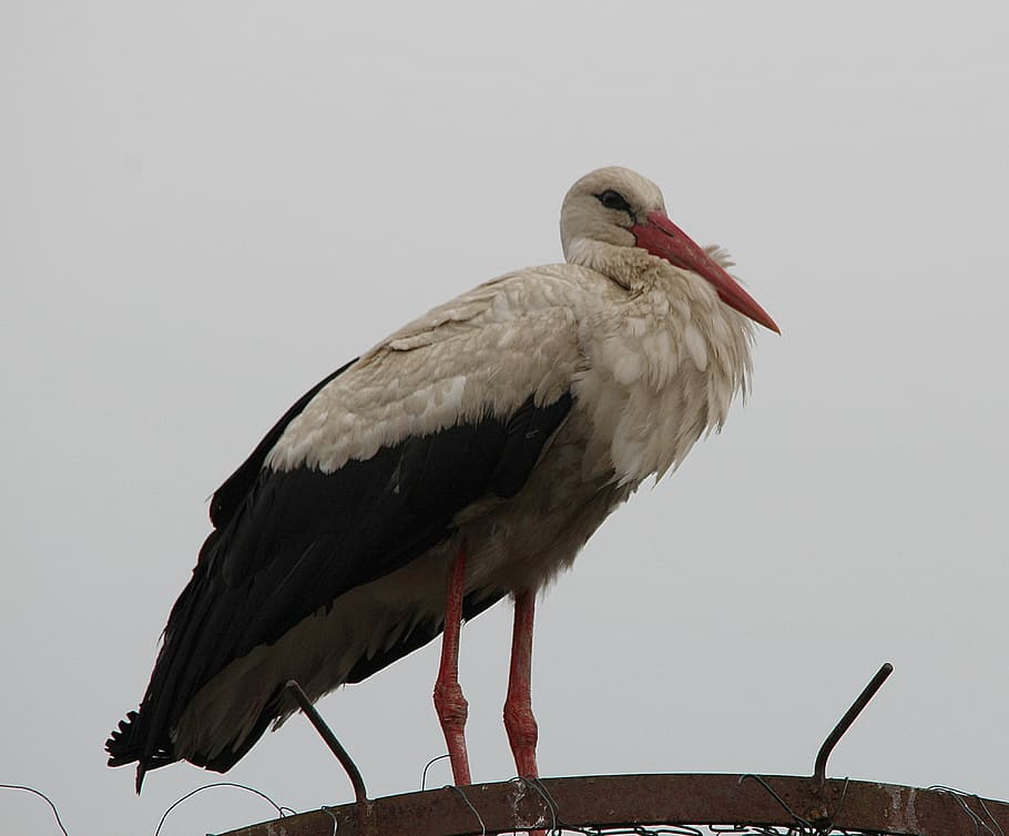 stork, white stork, storks, white storks, mountain husen, stork village HD wallpaper