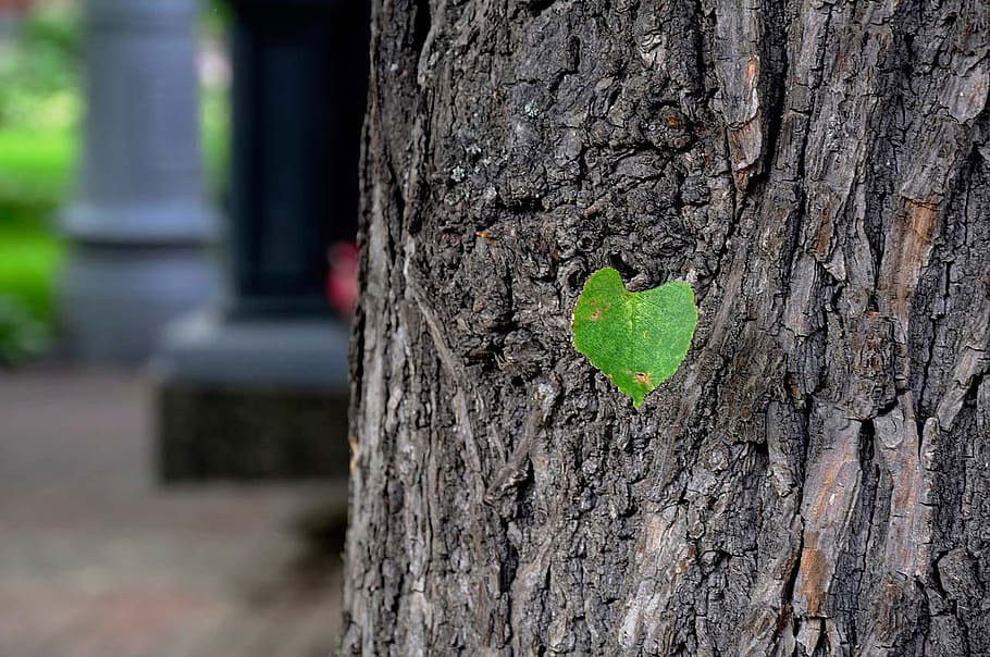 Green, Leaf, Tree, Growth, new, tiny, isolated, single, one HD wallpaper