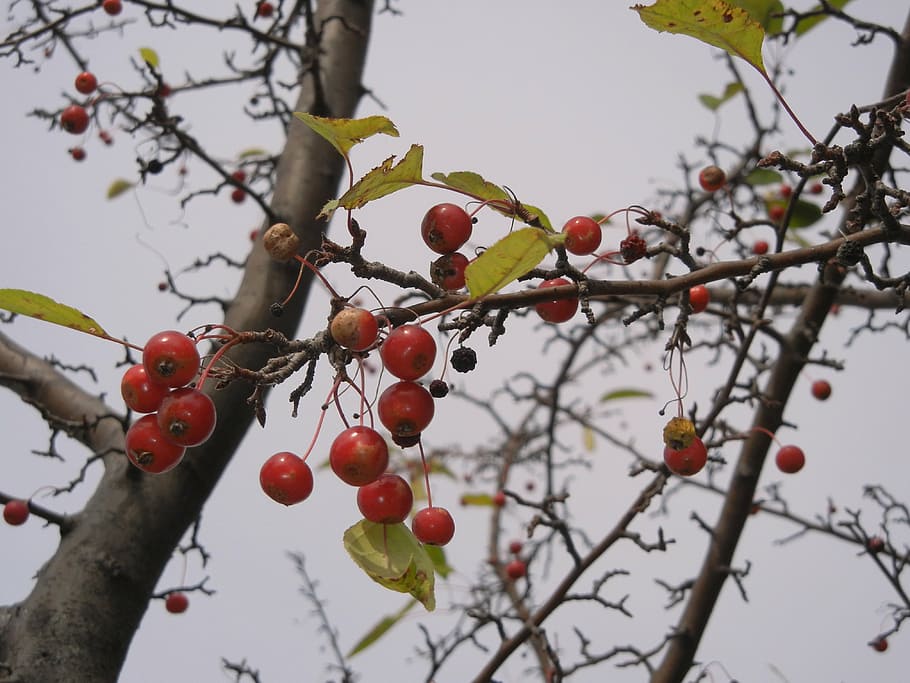 washington hawthorn, berries, tree, food, healthy eating, plant HD wallpaper