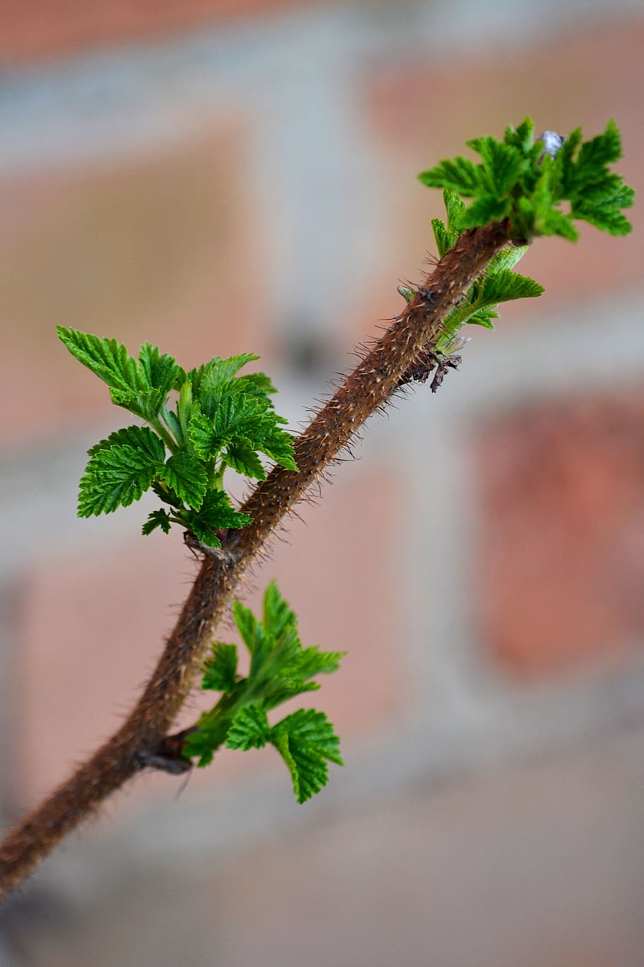 sheet, nature, plant, plant part, leaf, growth, green color HD wallpaper