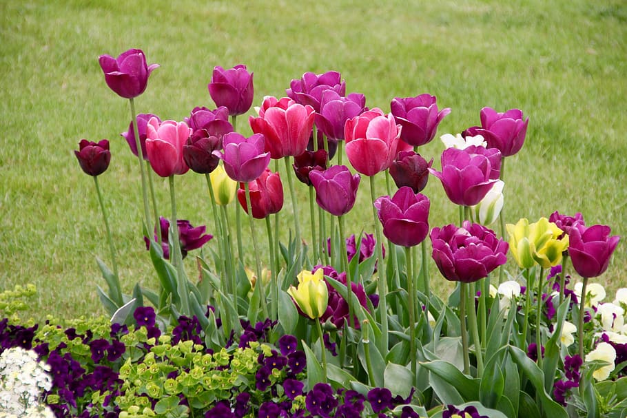 Tulips, Tulipa, tulpenzwiebel, breeding tulip, purple, schnittblume, HD wallpaper