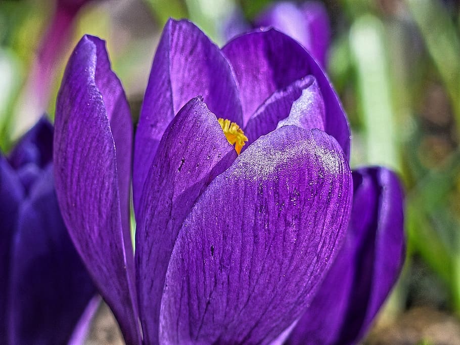 crocus, flower, macro, close-up, spring, nature, blooms, flora HD wallpaper