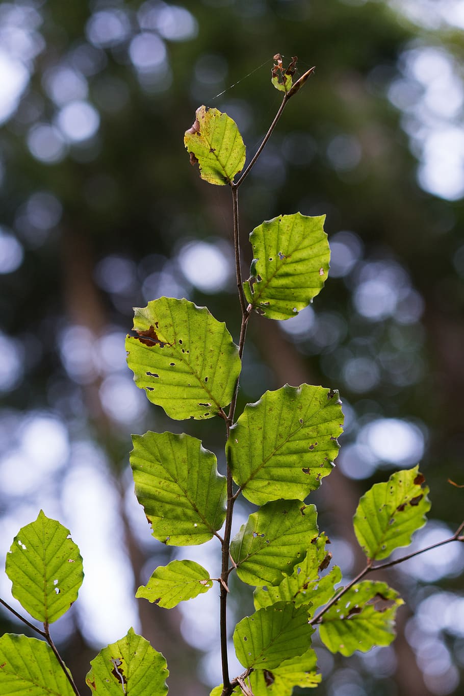 leaves, bokeh, fall color, leaf, plant part, growth, green color HD wallpaper