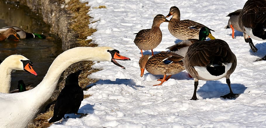 close-up photography of mallard duck and swan, ducks, canada goose, HD wallpaper