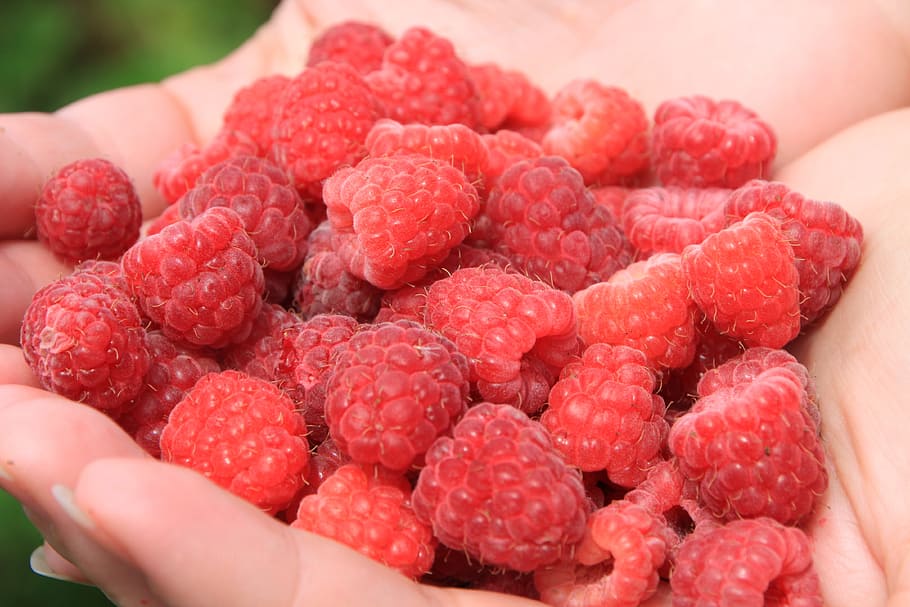 Raspberries, Fruit, Sweet, red, ripe, close-up, fresh, hands HD wallpaper