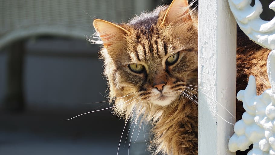long-fur brown tabby cat looking straight to the camera, portrait HD wallpaper