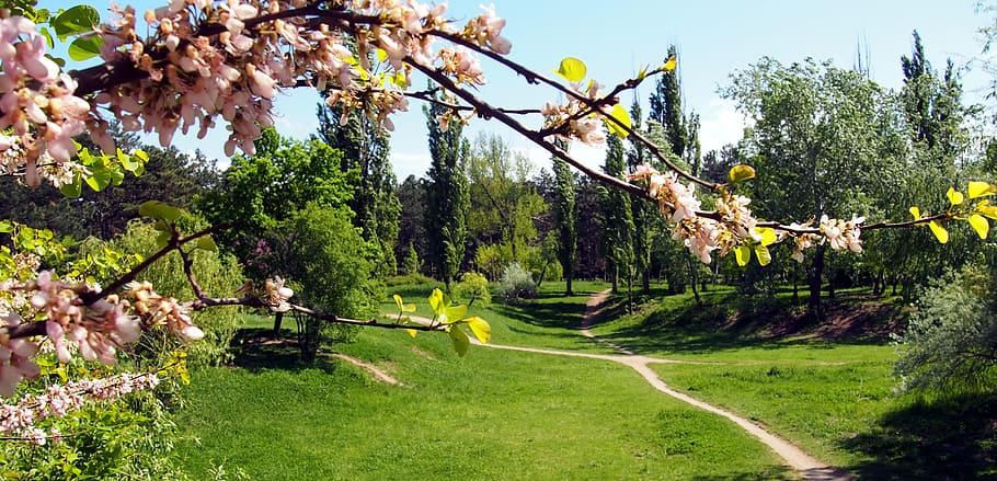 Spring, Nature, Trees, Grass, Bloom, green color, agriculture HD wallpaper