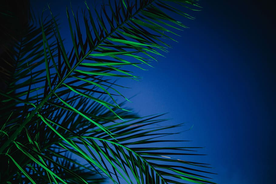 Illuminated palm trees, abstract, green, nature, leaf, leaves