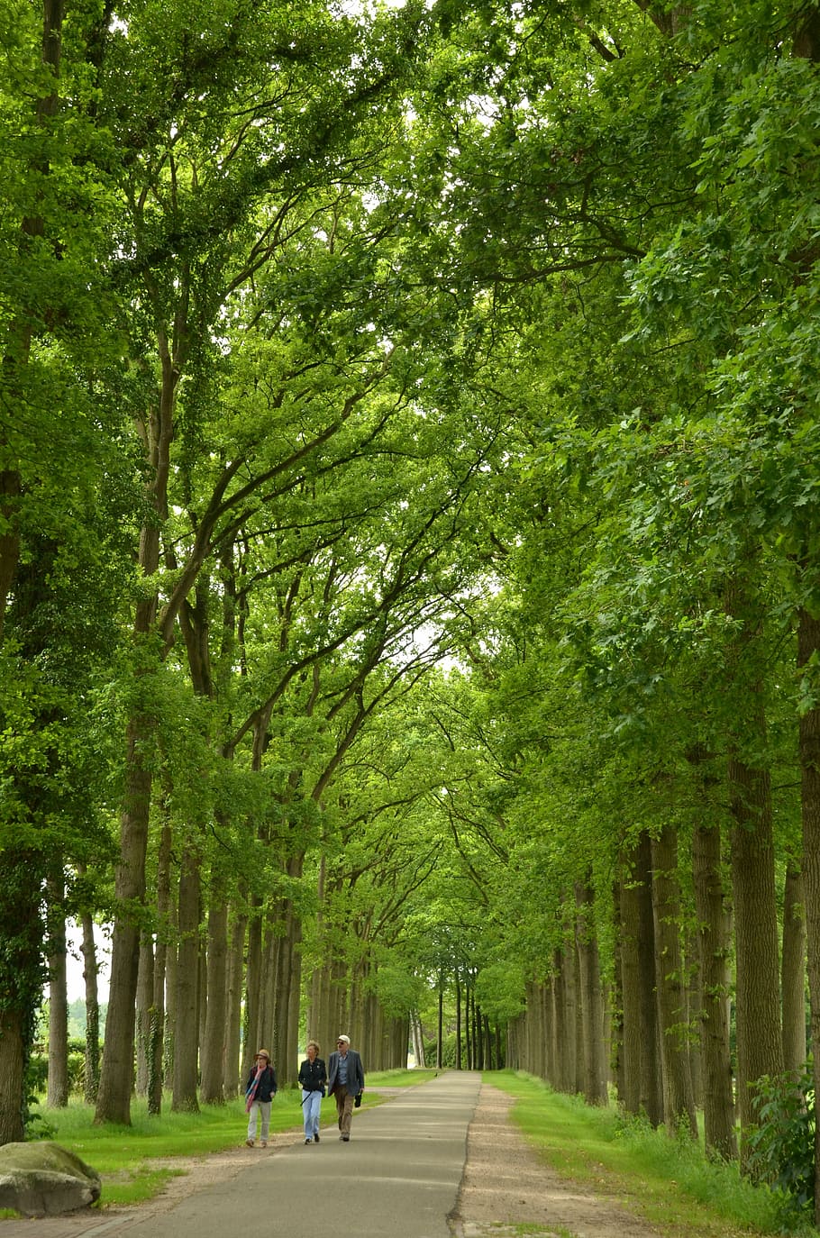 forest, avenue, trees, hiking, green, street, plant, the way forward HD wallpaper