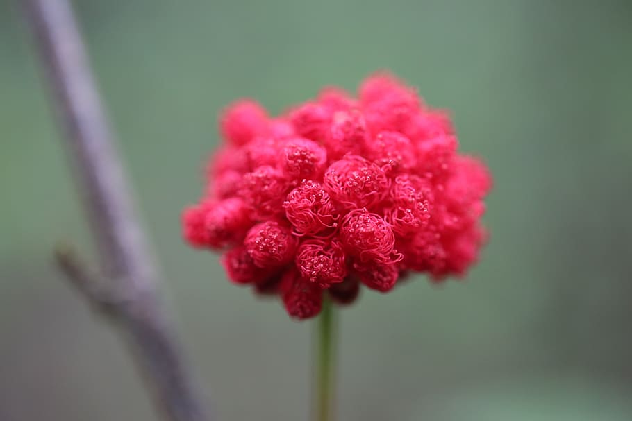 flower, red, spring, plant, nature, grow, outdoor, life, color HD wallpaper