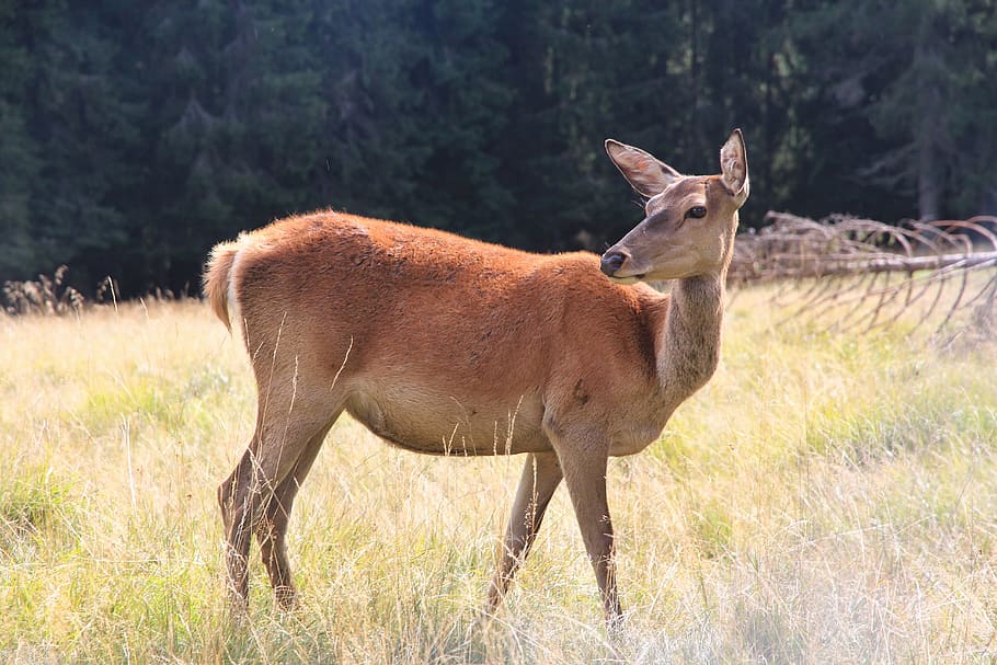 deer, nature, mountain, animals, animal wildlife, animals in the wild HD wallpaper