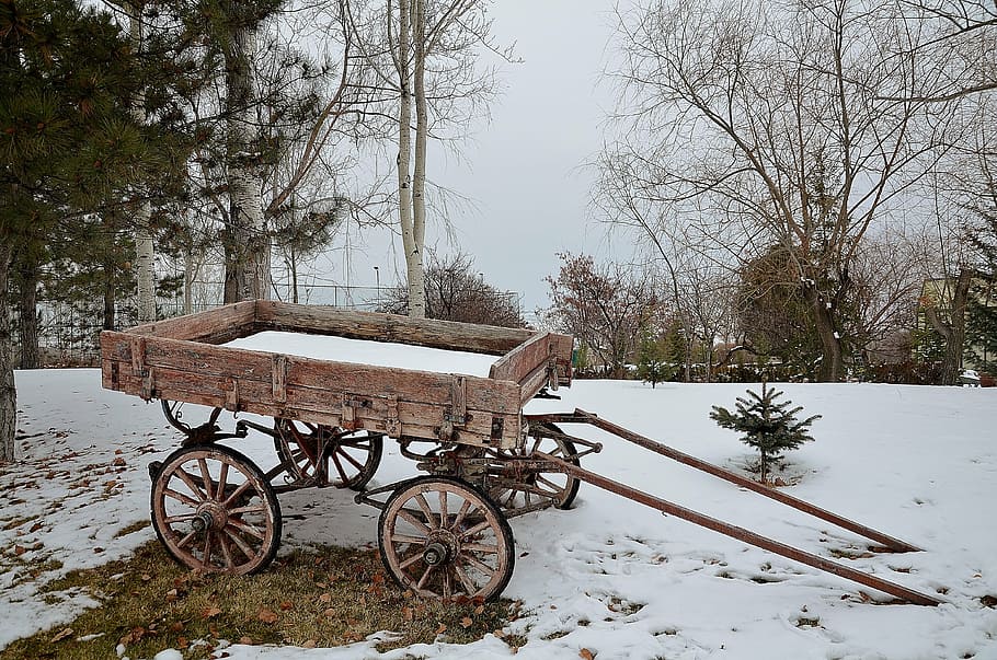 carriage, rides, trees, outside, snow, winter, carriage rides HD wallpaper